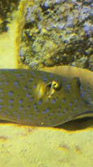 Visitor documents marine exhibits at Kogalym aquarium facility