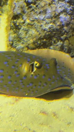 Visitor documents marine exhibits at Kogalym aquarium facility