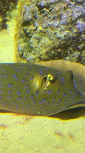 Visitor documents marine exhibits at Kogalym aquarium facility