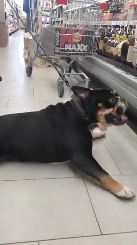 Bulldog chills on supermarket floor in Nizhny Novgorod