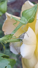 Praying mantis explores yellow roses in a Moldovan garden