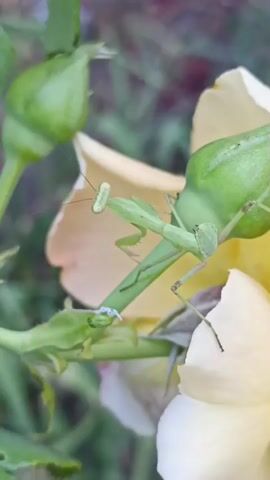 A praying mantis is perched on a green rosebud, its body a vibrant green against the soft yellow and pink petals of an open rose. The insect's head is turned slightly, revealing its large, compound eyes and delicate antennae. Its forelegs are held in a characteristic praying posture, ready to capture prey. The background is a blur of green foliage and soft-focus flowers, creating a natural, garden setting. The lighting is soft and diffused, suggesting it is daytime.