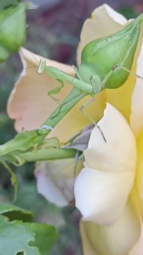 Praying mantis explores yellow roses in a Moldovan garden