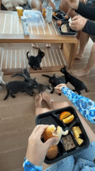 Tourists feed kittens aboard diving boat in Maldives waters