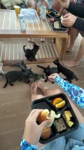 Tourists feed kittens aboard diving boat in Maldives waters