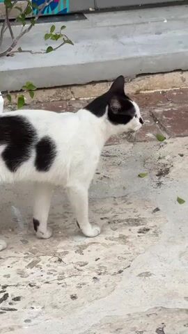A black and white cat walks across a paved surface. The cat is mostly white with large black patches on its back and a black head with white markings around its nose and eyes. It has green eyes and appears to be in motion, with one front paw extended forward. The ground is a mix of concrete and brick, with some scattered leaves. In the background, there are some plants and a white structure. The lighting suggests it is daytime. The scene appears to be outdoors, possibly in a yard or alleyway. The cat's expression is neutral. There is no visible text in the media file.