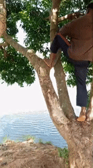 Barefoot climber scales mango tree near water