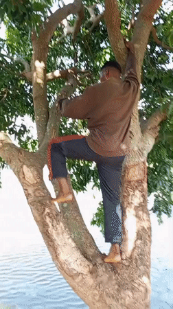 Barefoot climber scales mango tree near water