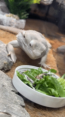 Pet feeding and transit views documented in Khimki