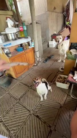 Two dogs are interacting in an outdoor, covered area with a tiled floor. In the foreground, a tricolor dog, appearing to be a Jack Russell Terrier mix, is moving quickly, blurred by motion, looking towards the left of the frame. In the background, a larger white and tan dog, possibly a Golden Retriever mix, stands alert, looking to the right. The background reveals a cluttered environment with a wooden cabinet, kitchen appliances, bottles of liquid, a white bowl filled with kibble, and various other items. The scene appears to be a backyard or patio area.