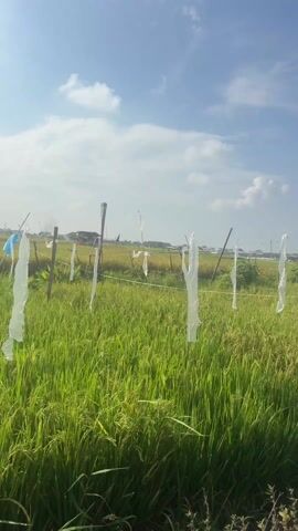 The video shows a view of a lush green rice field under a bright blue sky with scattered white clouds. In the distance, there are houses, suggesting the field is near a residential area. A series of makeshift poles and wires run through the field, possibly marking boundaries or for some other agricultural purpose. The camera seems to be moving along the edge of the field, passing by objects such as a utility pole with a graffiti-covered box attached, and various bamboo structures erected within the field.