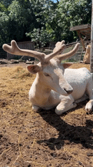 Morning zoo visit captures diverse wildlife in Varna, Bulgaria