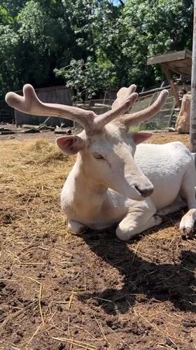 Morning zoo visit captures diverse wildlife in Varna, Bulgaria