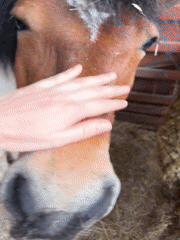 Horse training session documented at Montenegro equestrian facility