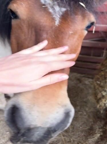 Horse training session documented at Montenegro equestrian facility