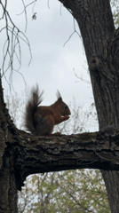 Park visitors feed squirrels during wildlife encounters in Saint Petersburg