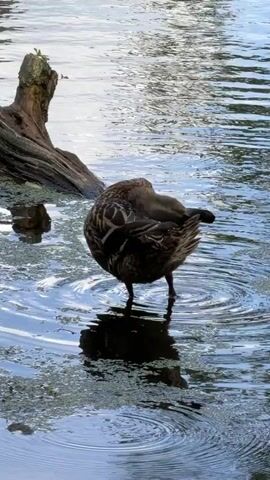 A brown duck stands in shallow, rippling water, preening its feathers. The duck is facing away from the camera, with its head tucked under its wing. It is a medium shot, with the duck positioned in the center of the frame. The water is a deep blue, with streaks of white and green algae. In the background, there is a gnarled, brown log partially submerged in the water, with some green vegetation growing on it. The sky is cloudy and light, suggesting it is daytime. The overall mood is peaceful and serene, capturing a moment of quiet activity in nature.