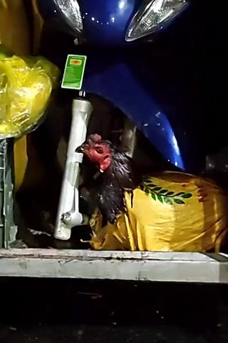 This video shows a chicken being transported in the cargo hold of a red bus in Hoa Xuan, Vietnam. The chicken is in a yellow bag, and its head is sticking out. The bus is parked on a gravel lot at night. The cargo hold is filled with various items, including luggage, bags, and what appears to be a scooter. The bus has "QUANG DUNG" and "XE HANG" written on its side, along with a phone number. The overall scene appears to be a typical roadside stop for a long-distance bus.