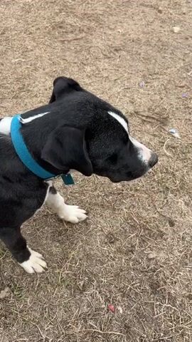A close-up video shows the head and front paws of a black and white dog. The dog is wearing a bright blue collar. The dog's fur is black with a white stripe down its forehead and nose. Its eyes are brown. The dog's paws are white. The background is a dry, grassy field. The camera zooms in on the dog's face.
