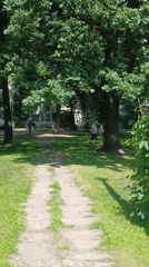 Sunny morning stroll through a tree-lined public space in Riga