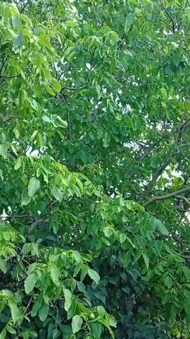 This is a low-angle video of a tree with green leaves and some branches visible against a light blue sky. The leaves are a vibrant green, and the branches are dark brown. The tree appears to be in full foliage. The video is static with no discernible movement other than the slight rustling of leaves, which may be due to a light breeze. No people or animals are visible in the frame. The lighting suggests it is daytime.