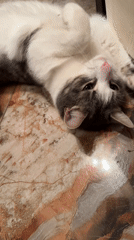 Cat enjoys petting session on marble floor in Moscow