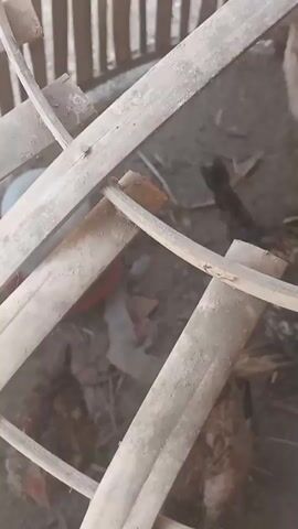 The video shows a close-up of a chicken coop. Several chickens are visible, some brown and white, and one dark-colored chicken. The coop appears to be made of wood and bamboo. The ground is covered with dirt and some scattered debris. The lighting is natural and appears to be daytime. The camera is moving, giving a somewhat shaky perspective.