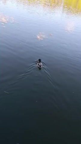 A lone duck swims across a dark body of water, creating ripples as it moves. The water is calm, reflecting the light of the sky. The duck's head is visible, and it appears to be foraging. The background is out of focus, but suggests trees or foliage.