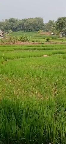 The video shows a view of a terraced rice paddy field with lush green rice plants. In the background, there are some houses and trees on a gentle slope. The sky is overcast, suggesting it may be a cloudy day. The camera is panning slowly across the landscape. There is no discernible human activity or interaction in the video. The overall scene depicts a rural agricultural setting.