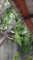 Spring day documented across residential Tbilisi neighborhoods