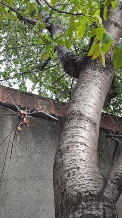 Spring day documented across residential Tbilisi neighborhoods
