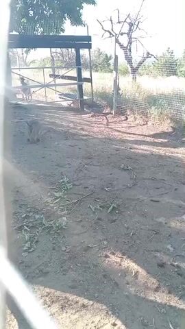 A wide shot shows a dry, dirt enclosure with a metal gate and fence. A small grey animal with pointed ears is walking in the foreground, facing left. A larger, light-colored animal, possibly a goat, stands in the background near the gate. Scattered green leaves lie on the ground. The sun casts shadows, and trees are visible in the background.