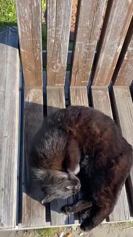 A fluffy, dark-brown cat lies on its back on a wooden park bench in the sunshine. The cat's paws are curled towards its belly, and its head is turned to the side, looking toward the viewer. The bench is made of light-brown wooden slats. The sun casts shadows across the bench.