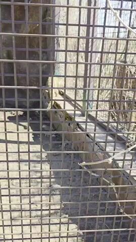 The video shows a cage with an animal inside. The cage is made of metal bars, and the animal inside is brown and furry. The animal is moving around the cage, climbing on a wooden structure inside. There is a white string or rope hanging inside the cage. A child's voice can be heard, saying something about the animal. The background is blurry, but it appears to be an outdoor environment with trees.