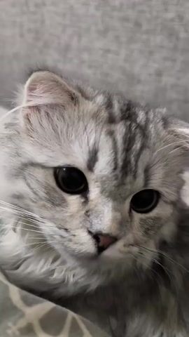 A close-up video shows a fluffy grey cat with large black eyes and white fur around its face. The cat's head is tilted slightly, and it appears to be looking at the camera. The background is a blurry grey surface, possibly a blanket or couch. The video is very short, only a few seconds long, and there is no audio. The cat's ears are folded slightly, giving it a distinctive appearance.