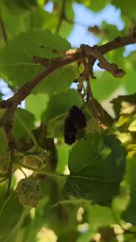 A camera films a lush mulberry tree from beneath its canopy. The camera pans upwards, revealing various stages of mulberry fruit development, from small white to dark purple berries, amidst vibrant green leaves and slender brown branches. The bright blue sky is visible between the leaves.