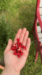 Wild strawberries freshly picked, held in hand in Gangloff