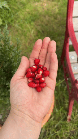 Wild strawberries freshly picked, held in hand in Gangloff
