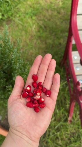 Wild strawberries freshly picked, held in hand in Gangloff