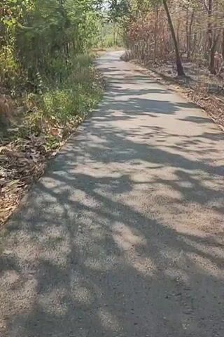 The video shows a paved road passing through a wooded area. The road is empty and appears to be an outdoor setting. Sunlight filters through the trees, casting shadows on the road. The vegetation on either side of the road is dense and appears to be a mix of trees and undergrowth. The road curves slightly into the distance. The perspective suggests the video is filmed from a moving vehicle or while walking.