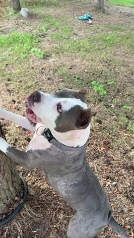 The video shows a gray and white pit bull dog standing on its hind legs and leaning against a tree. The dog is looking upwards and its mouth is slightly open. Its front paws are resting on the tree trunk. The background appears to be a wooded area with grass and fallen leaves. There is a black hose or rope wrapped around the base of the tree. In the upper right background, a blue and green object is visible on the ground. The video is shot from a high angle looking down at the dog.