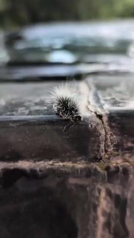 A close-up shot shows a fluffy caterpillar with black and white hairs on a dark, textured surface. The caterpillar is positioned near a crack or seam in the surface. The background is blurred, suggesting an outdoor environment with hints of green foliage and a bright, possibly watery, element. The lighting is natural and highlights the textures of the caterpillar and its surroundings.
