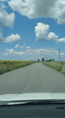 Rolling through sunflower fields in full bloom
