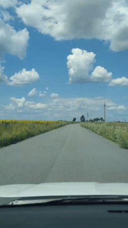 Rolling through sunflower fields in full bloom