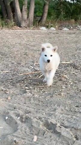 A white puppy is on a sandy surface. A hand pets the puppy. The puppy is looking towards the camera. The background is blurred.