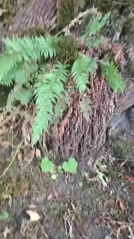 The video shows a close-up, blurry view of moss-covered rocks and ferns on the ground. It then transitions to a low-angle shot of the trunks of several large trees, also covered in moss, that converge upwards into a canopy of green leaves. The camera then pans up to show the dense foliage and branches of the trees against a bright sky.