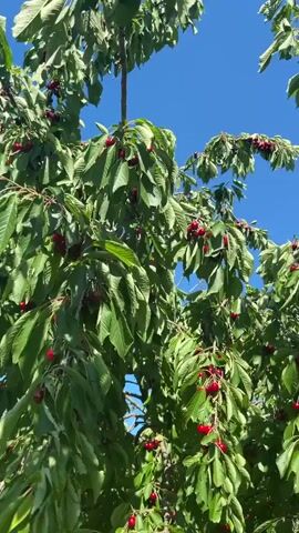 The video displays a cherry tree densely laden with ripe, red cherries hanging in clusters among bright green leaves. A clear blue sky with bright sunlight is visible through the branches as the camera slightly pans and tilts, showcasing different sections of the fruit-filled tree. No people or other objects are visible.