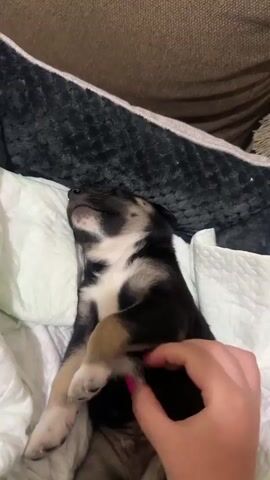 A person's hand with pink nail polish is gently stroking the belly of a small, sleeping puppy. The puppy is lying on its back on a soft white surface, possibly a blanket or a pet bed. The puppy has black, white, and tan markings. In the background, a dark, textured object, likely a piece of furniture or a large pet bed, is visible. The lighting appears to be dim, suggesting an indoor environment.