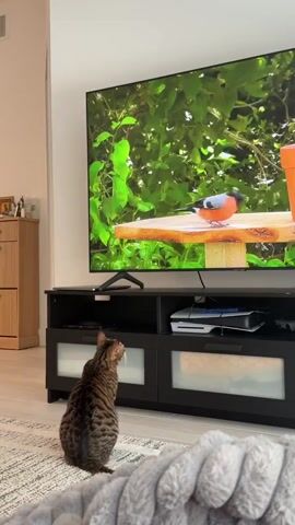 A tabby cat sits on the floor watching a television screen. The television screen displays a bird on a wooden platform. The cat then jumps up onto the entertainment stand in front of the television. The cat is in the process of moving around on the entertainment stand.