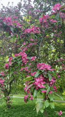 Spring flowers bloom in Saint Petersburg parks
